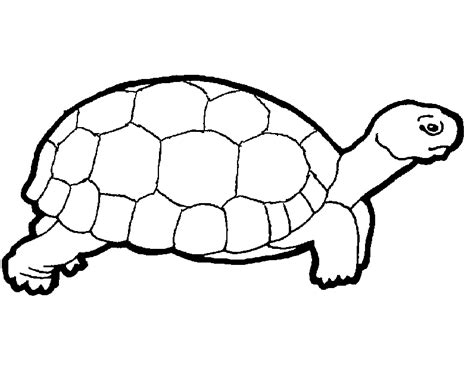 preschool turtle pattern coloring turtle turtle patterns pinterest