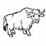 Yak Coloring Animals Pages sketch template