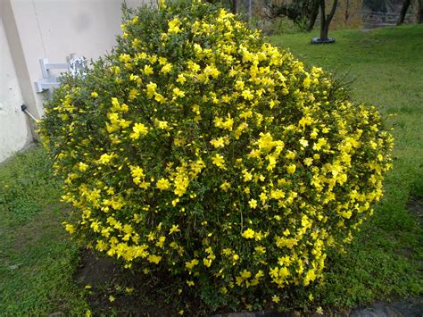 photo yellow bush bush garden plant   jooinn