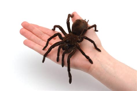 interesting facts  giant tarantulas  animals