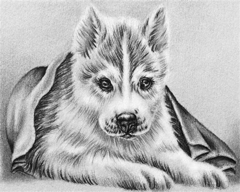 dog coloring pages realistic