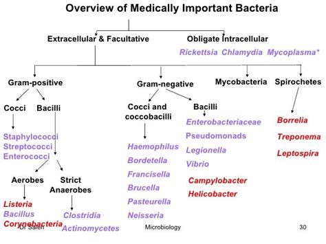 Bacteriology Physiology 1 Mbbs Y2 5 Oct2011 2