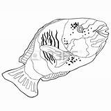 Parrot Fish Drawing Getdrawings Easy sketch template