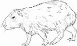 Capybara Coloring 479px 15kb Drawings sketch template