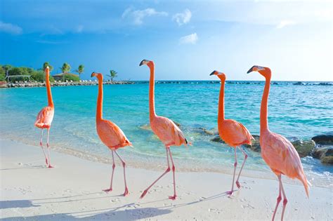flamingo beach aruba       stay