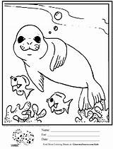 Seal Coloring Kids Pages Cute Printable Ocean Animals Drawing Baby Fish Seals Simple Worksheets Leopard Elephant Color Kindergarten Sheets Drawings sketch template