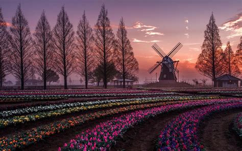 Download Wallpapers Tulips Windmill Sunset Field Of