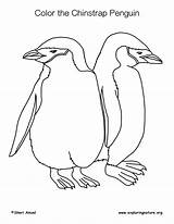 Coloring Penguin Chinstrap sketch template
