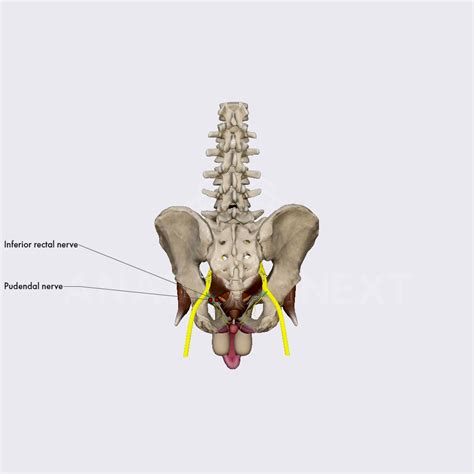 inferior rectal nerve innervation of the male pelvis pelvis