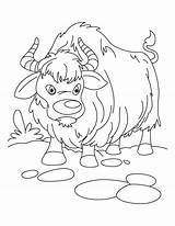 Yak Coloring Color Clipart Sheet Pages Everest Ox Vbs Mount Baby Cartoon Kids Growling Drawing Template Designlooter Popular Webstockreview Choose sketch template