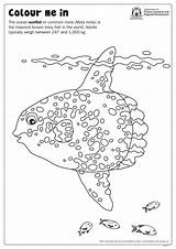 Mola Sunfish Fishy Bony Heaviest sketch template