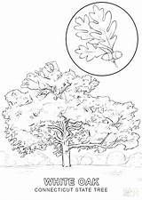 Coloring Tree Trunk Leaves Getdrawings Getcolorings sketch template