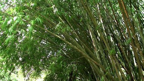 giant bamboo definition meaning
