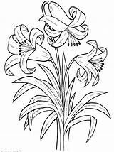 Coloring Flower Flowers Pages Printable Sheets Spring Drawing Designs Lily Colouring Drawings Books Kids Easy K5 Print Worksheets Simple Colorful sketch template