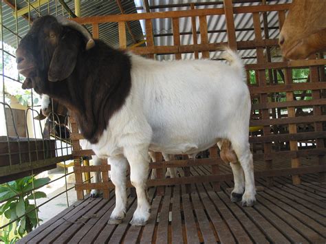 largest goat breed  world boer goats