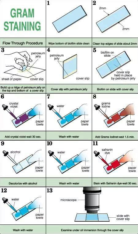 Step By Step Of Gram Staining Microbiology Medical Laboratory