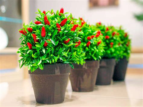 peppers   houseplant care  ornamental pepper plant