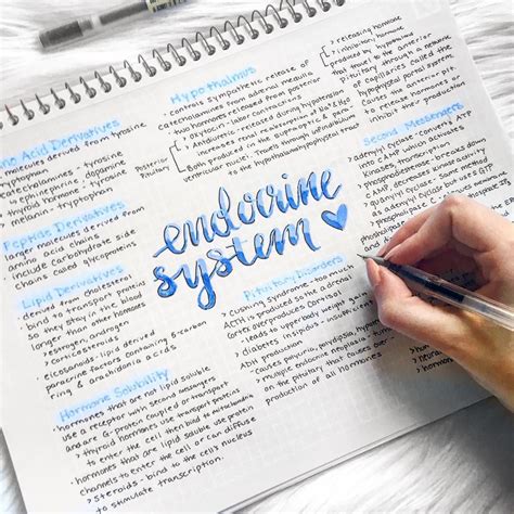 beautiful  blue endocrine system study notes follow