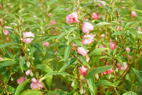 grow  care  garden balsam rose balsam
