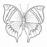 Motyl Kolorowanka Kategorii Druku sketch template