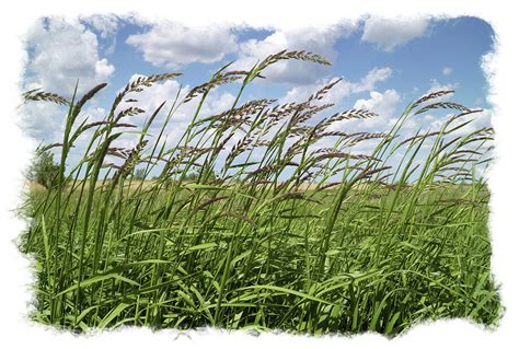 prairie grass photograph  scott kingery