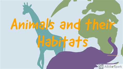 animals   habitatsonline learningkindergarten youtube