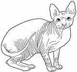Sphynx Cat Coloring Pages Cats Color Colouring Kids Hairless Drawings Mandala sketch template