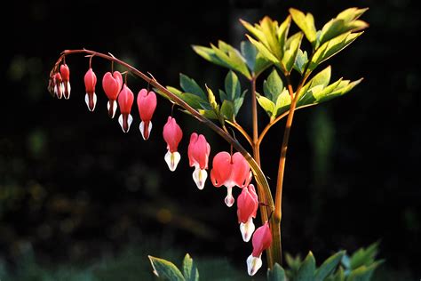 filelamprocapnos spectabilis  leavesjpg wikimedia commons