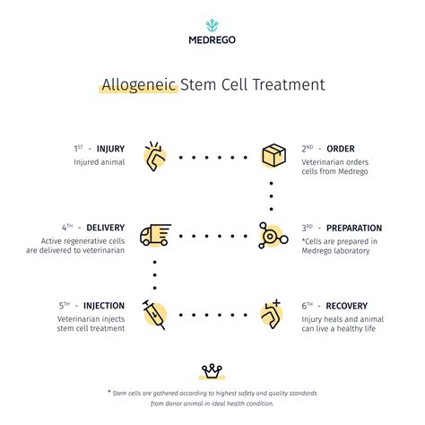 autologous  allogeneic stem cell therapy  animals