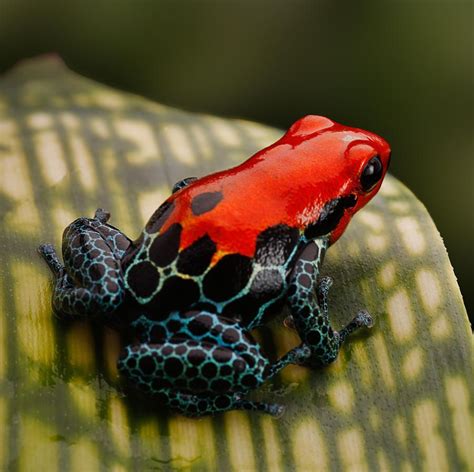 beautiful  venomous poison dart frog rpics