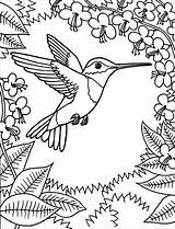 Hummingbird Coloringbay sketch template