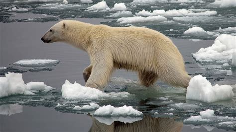polar bears  hibernate     starvation science aaas