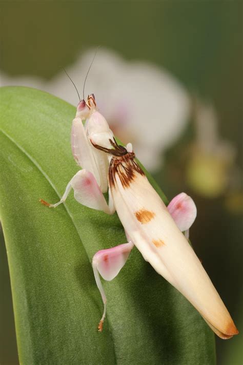 Orchid Mantis 3 By Bugalirious Stock On Deviantart