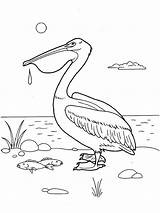 Coloring Pages Pelican Birds Printable Pelicans sketch template
