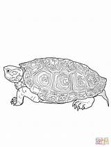 Terrapin Diamondback Coloring Pages Drawing Turtle Colouring Printable Turtles Outline Animal Baby Tortoise Supercoloring Mandala Crafts Elephant Choose Board sketch template