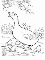 Goose Coloring Pages Mother Printable Goslings Geese Baby Birds Print Kids Game Popular Coloringhome Categories Comments sketch template