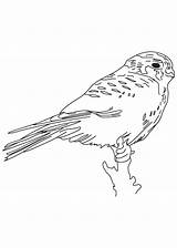 Kestrel Coloring Bird Young Pages sketch template