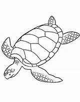 Turtle Sea Coloring Pages Drawing Leatherback Printable Turtles Line Print Green Color Realistic Baby Loggerhead Animals Hawksbill Clipart Cartoon Swimming sketch template