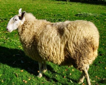 zibaloo mouton brebis agneau