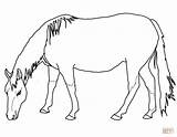 Horse Coloring Pages Horses Quarter American Appaloosa Drawing Grazing War Printable Clydesdale Friesian Colouring Games Palomino Morgan Trailer Color Rearing sketch template