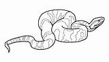 Cottonmouth Mamba Reptile Mister Salamander Venomous Amphibian Getcolorings sketch template