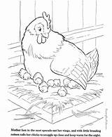 Coloring Animal Pages Farm Chickens Print Color Printing Help Sheet sketch template
