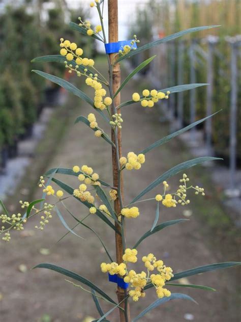 Acacia Retinoides Pdf