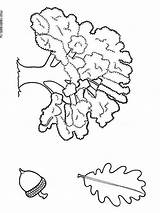 Tree Oak Coloring Pages Color Recommended Trees Printable sketch template