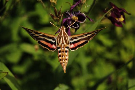 hd   feed  sphinx moth insectza