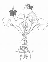Viola Sororia Drawing Botanikim Mcl Plant Getdrawings sketch template