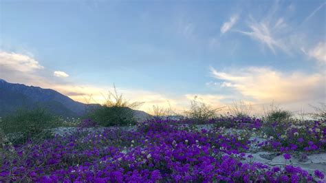 heres  lazy guide   wildflower super bloom  palm springs