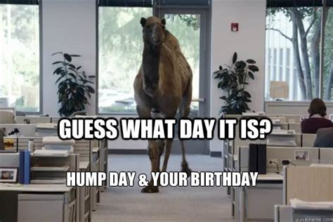 Guess What Day It Is Hump Day And Your Birthday Hump Day