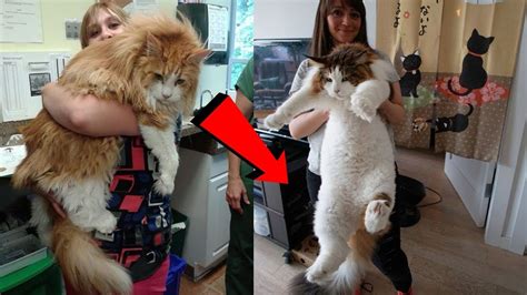 guinness rekortmeni dünyanın en Şişman ve büyük kedileri türkçe seslendirme youtube
