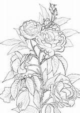 Coloring Rose Pages Printable Bush Flower Roses Adult Flowers Sheets Drawing Books Color Rosa Colouring Print Supercoloring Para Flores Colorear sketch template